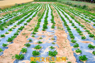 特色農產品種植與水產養殖 雙輪驅動下的致富新路徑